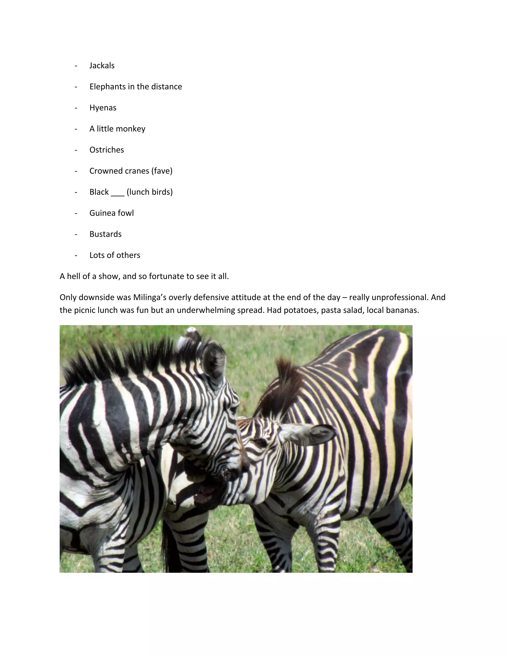 ‐   Jackals&nbsp;

    ‐   Elephants&nbsp;in&nbsp;the&nbsp;distance&nbsp;

    ‐   Hyenas&nbsp;

    ‐   A&nbsp;little&nbsp;monkey&nbsp;

    ‐   Ostriches&nbsp;&nbsp;

    ‐   Crowned&nbsp;cranes&nbsp;(fave)&nbsp;

    ‐   Black&nbsp;___&nbsp;(lunch&nbsp;birds)&nbsp;

    ‐   Guinea&nbsp;fowl&nbsp;

    ‐   Bustards&nbsp;

    ‐   Lots&nbsp;of&nbsp;others&nbsp;

A&nbsp;hell&nbsp;of&nbsp;a&nbsp;show,&nbsp;and&nbsp;so&nbsp;fortunate&nbsp;to&nbsp;see&nbsp;it&nbsp;all.&nbsp;

Only&nbsp;downside&nbsp;was&nbsp;Milinga&rsquo;s&nbsp;overly&nbsp;defensive&nbsp;attitude&nbsp;at&nbsp;the&nbsp;end&nbsp;of&nbsp;the&nbsp;day&nbsp;&ndash;&nbsp;really&nbsp;unprofessional.&nbsp;And&nbsp;
the&nbsp;picnic&nbsp;lunch&nbsp;was&nbsp;fun&nbsp;but&nbsp;an&nbsp;underwhelming&nbsp;spread.&nbsp;Had&nbsp;potatoes,&nbsp;pasta&nbsp;salad,&nbsp;local&nbsp;bananas.&nbsp;




                                                                                               &nbsp;

&nbsp;
 