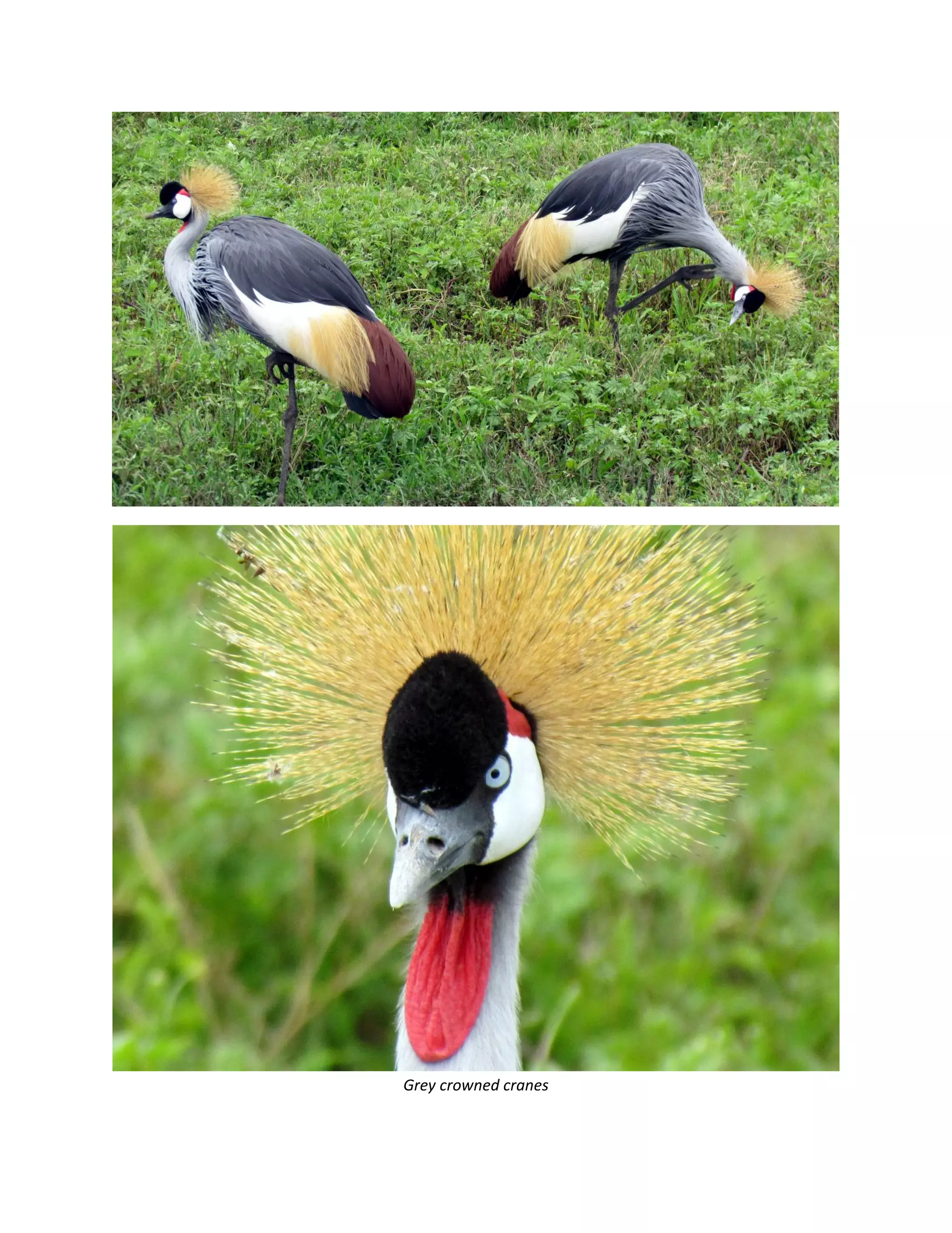 &nbsp;




                       &nbsp;
Grey&nbsp;crowned&nbsp;cranes&nbsp;
 
