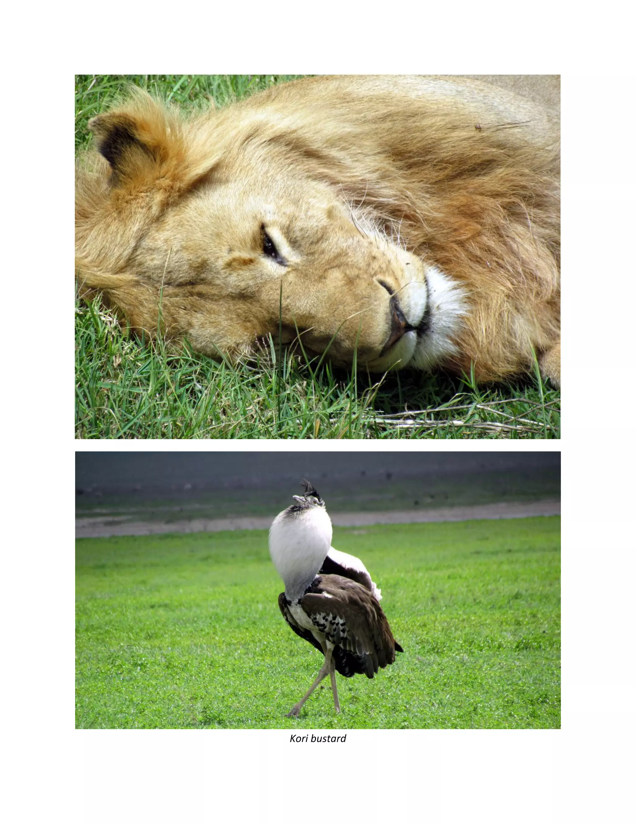 &nbsp;




                &nbsp;
Kori&nbsp;bustard&nbsp;
 