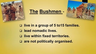 Africa , life of bushmen | PPTX