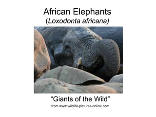 African Elephants
(Loxodonta africana)




 “Giants of the Wild”
 from www.wildlife-pictures-online.com
 