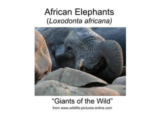 African Elephants ( Loxodonta africana) “ Giants of the Wild” from www.wildlife-pictures-online.com 