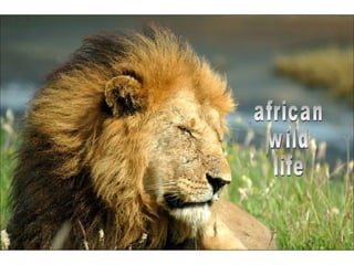 african wild life 
