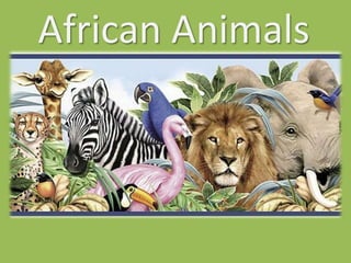 African Animals 