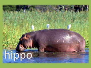 hippo