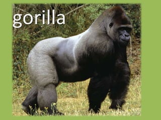 gorilla