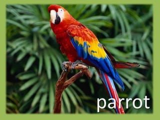 parrot
