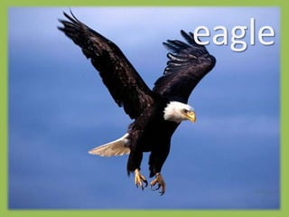 eagle