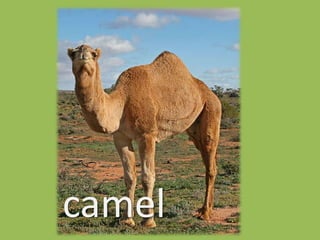 camel