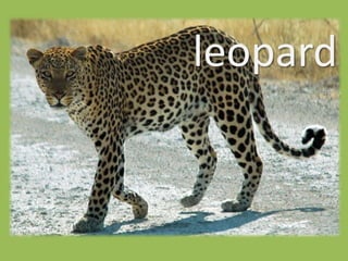leopard