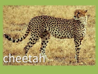 cheetah
