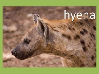 hyena