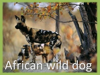 African wild dog