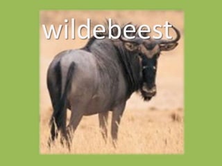 wildebeest