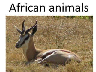 African animals
 