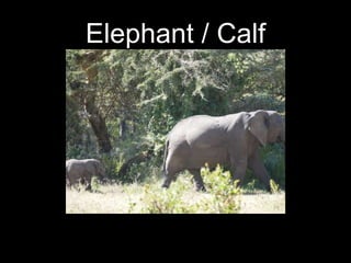 Elephant / Calf
 