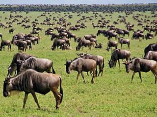 Tourist attraction of African Continent