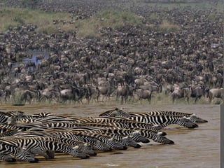 Tourist attraction of African Continent