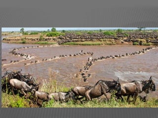 Tourist attraction of African Continent