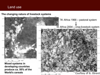 African beef and sheep markets: Situation and drivers