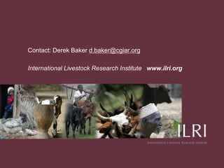 African beef and sheep markets: Situation and drivers