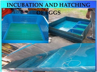 Hatchery Technology of African catfish | PPTX