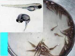 Hatchery Technology of African catfish | PPTX