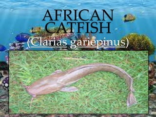 AFRICAN
CATFISH

(Clarias gariepinus)

 