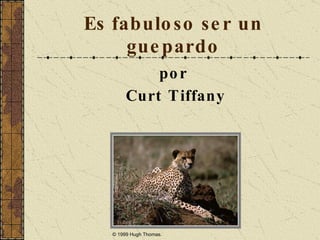 Es fabuloso ser un guepardo ,[object Object],[object Object],© 1999 Hugh Thomas.  