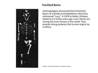 Fossilized Bones  Anthropologists discovered these fossilized bones of a female australopithecus afarenisis, nicknamed “Lucy,” in 1974 at Hadar, Ethiopia. Dated to 3.2 million years ago, Lucy’s bones are among the more famous in the world. They provide strong evidence that human origins lay in Africa.  SOURCE: The Cleveland Museum of Natural History  