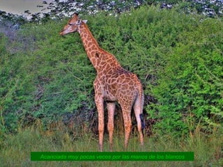 Acariciada muy pocas veces por las manos de los blancos 