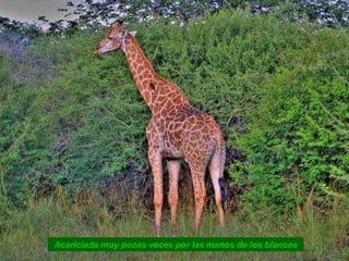 Acariciada muy pocas veces por las manos de los blancos
 