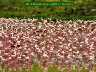 De la abundancia a la nada, un solo paso
 