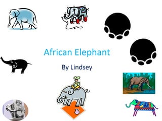 African Elephant By Lindsey 