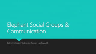 Elephant Social Groups &
Communication
Catherine Mason Vertebrate Zoology Lab Report E
 