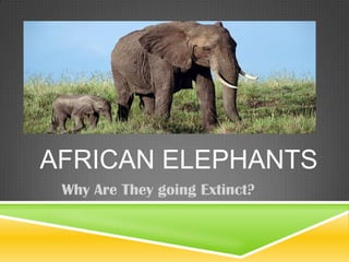 AFRICAN ELEPHANTS
Why Are They going Extinct?
 