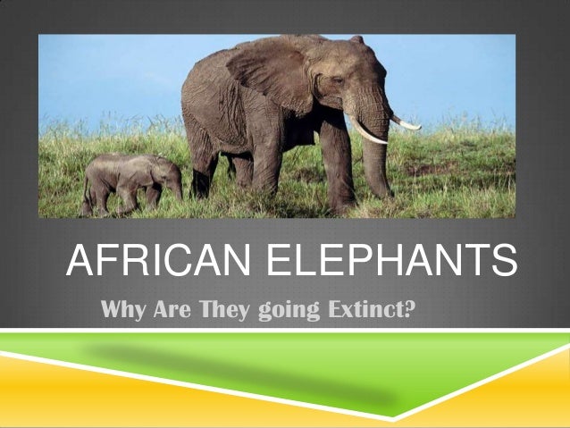 African Elephant Powerpoint