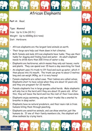 African Elephants
Part A: Read.
Type: Mammal
Size: Up to 3.3m (10 ft.)
Weight: Up to 6000kg (6.6 tons)
Diet: Herbivore										
• African elephants are the largest land animals on earth.
• Their large ears help cool them down in hot climates.
• Both female and male African elephants have tusks. They use their
tusks for digging and finding food and water. An adult elephant
needs to drink more than 200 litres of water a day.
• Elephants are herbivores, which means they only eat leaves, roots
and plants. They can spend over 15 hours a day searching for food.
• An elephant uses it’s trunk to lift food and suck up water, which it
then places into it’s mouth. The trunk can grow to about 2 metres
long and can weigh 140kg, so it is very heavy!
• Female elephants are called cows. Their babies are called calves.
Elephants start to have calves when they are about 12 years old,
and they are pregnant for 22 months.
• Female elephants live in large groups called herds. Male elephants
will only live in the herd until they are about 13 years old. After
this, they will leave the herd and live the rest of their lives alone.
• Elephants enjoy swimming, and use their trunks like a snorkel to
breathe in deep water.
• Elephants have no natural predators, and their main risk is from
humans killing them through poaching.
• Elephants are sensitive animals, and can show emotion just like
humans do. If one of their family members die, the elephant will
show sadness by crying tears.
 