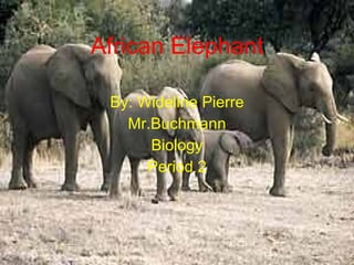 African Elephant By: Wideline Pierre Mr.Buchmann Biology Period 2 