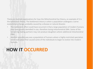 There are multiple explanations for how the Mitochondrial Eve theory, an example of it is
the bottleneck theory. The bottleneck theory is when a population undergoes a serve
evolutionary change, probably caused by a disease or natural disaster.
• The bottleneck effect could have occurred in that a large population of modern humans
    may have greatly dwindled in size, therefore losing mitochondrial DNA. Some of the
    remaining mating partners may not produce daughters where additional mitochondrial
    DNA.
• Another possible way was a population of humans where a highly restricted speciation
    event took place that caused some of the individuals to begin to evolve into modern
    humans.



HOW IT OCCURRED
 