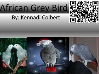 African Grey Bird
  By: Kennadi Colbert
 