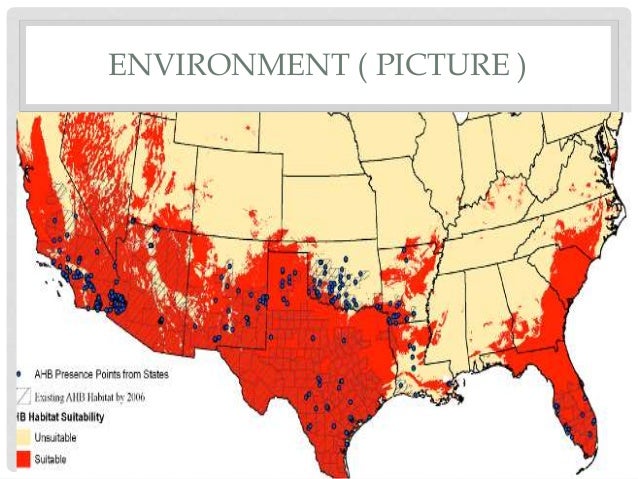 26 Africanized Bees Map 2018 - Africanized Honey Bees 14 638 