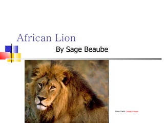 African Lion By Sage Beaube Photo Credit:  Google Images 