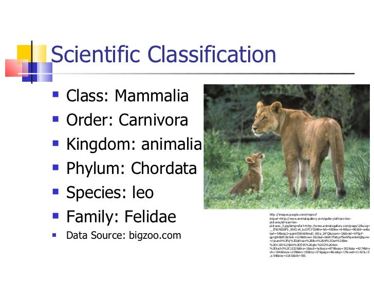 sage beaube 6th period. African Lion