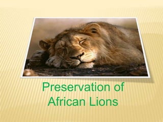 Preservation of
African Lions
 