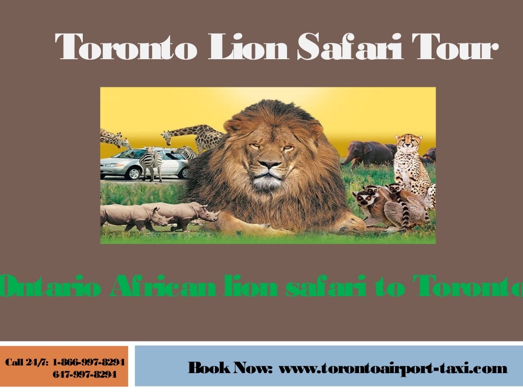 African lion safari Hamilton