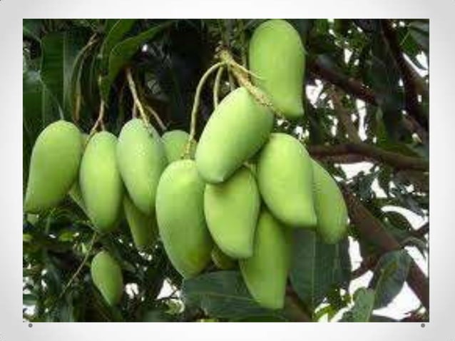 African mango – side effects | PPT