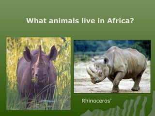 What animals live in Africa?
Rhinoceros’
 