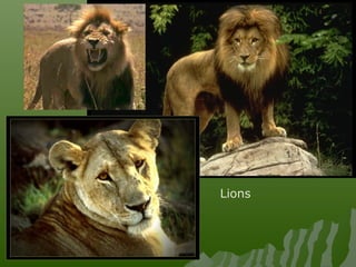 Lions
 