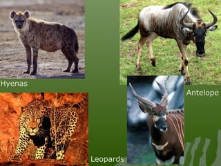 Hyenas
Antelope
Leopards
 